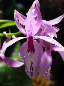 Barkeria spectabilis