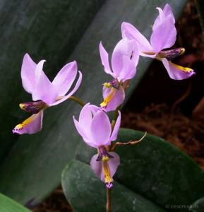 Barkeria whartoniana