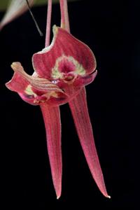 Pleurothallis ruberrima