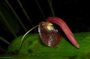 Pleurothallis ruberrima