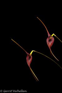 Masdevallia ayabacana