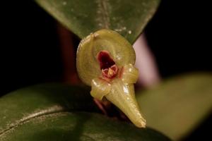 Pleurothallis scurrula