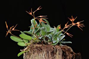 Bulbophyllum taiwanense