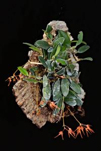 Bulbophyllum taiwanense