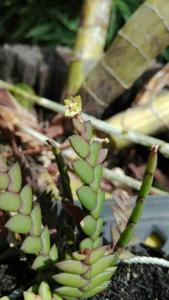 Dendrobium indivisum