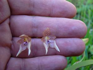 Bulbophyllum guttulatum