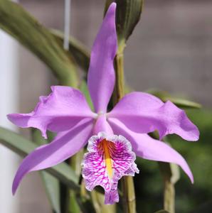 Cattleya maxima