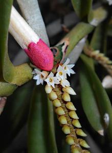 Campylocentrum neglectum