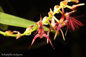 Bulbophyllum barbigerum
