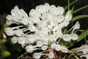 Podangis dactyloceras