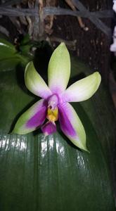 Phalaenopsis bellina f. caerulea