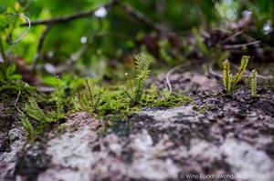 Podochilus lucescens