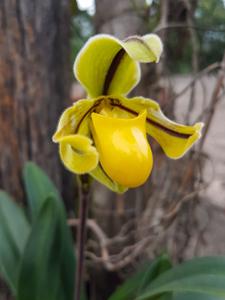 Paphiopedilum druryi