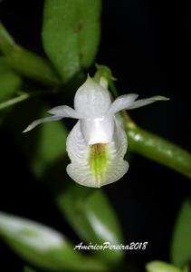 Dendrobium trinervium