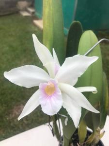 Cattleya purpurata