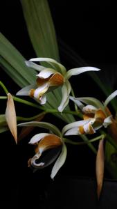 Coelogyne trinervis
