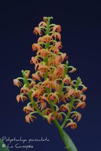 Polystachya paniculata