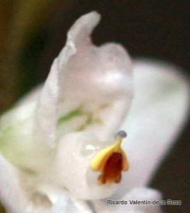 Ponthieva ventricosa