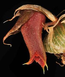 Porpax elwesii