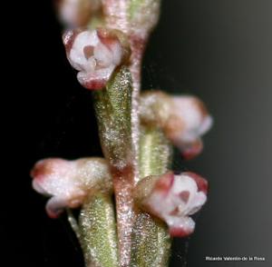 Prescottia oligantha