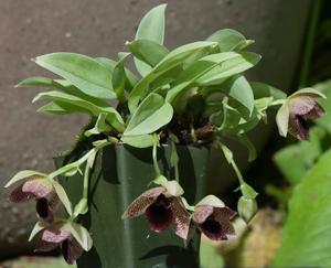 Promenaea stapelioides