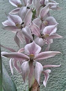 Prosthechea allemanoides