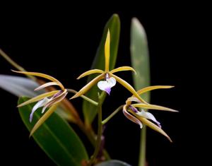 Prosthechea brassavolae