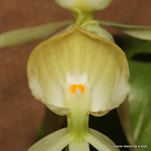 Prosthechea cochleata