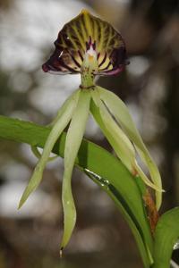 Prosthechea cochleata