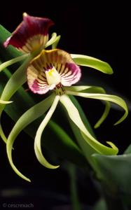 Prosthechea cochleata