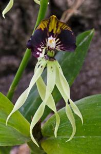 Prosthechea cochleata