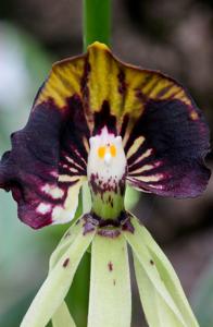 Prosthechea cochleata