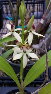 Prosthechea cochleata