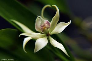 Prosthechea fragrans