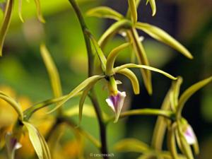 Prosthechea ionocentra