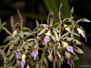 Prosthechea prismatocarpa