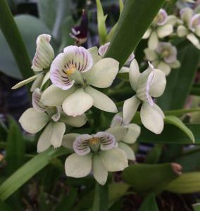 Prosthechea radiata