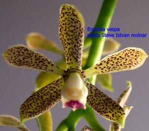 Prosthechea vespa