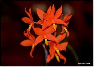 Prosthechea vitellina