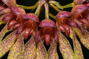 Bulbophyllum longiflorum