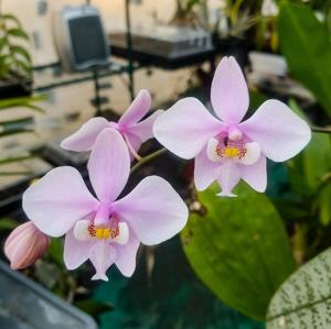 Phalaenopsis schilleriana