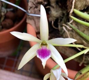 Leptotes bicolor