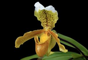 Paphiopedilum insigne