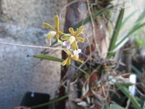 Psychilis cogniauxii