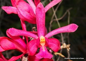 Psychilis kraenzlinii