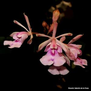 Psychilis macconnelliae
