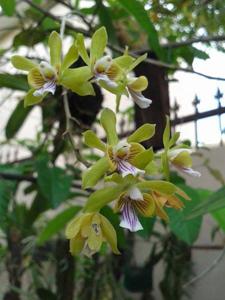 Psychilis truncata