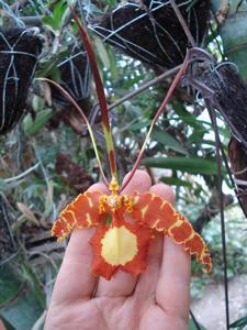 Psychopsis papilio