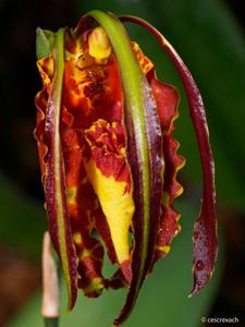 Psychopsis papilio