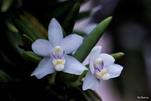 Brachypeza semiteretifolia